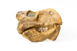 Image description is not available for 1998.2.1